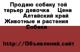 Продаю собаку той терьер девочка  › Цена ­ 100 - Алтайский край Животные и растения » Собаки   